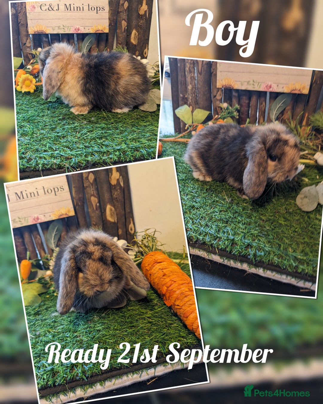 Mini Lop rabbits for sale: Stunning mini lop kits.  - Image 3