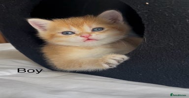 British Shorthair cats - Advert 16