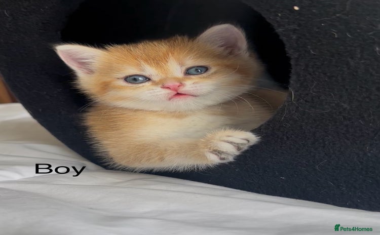 British Shorthair cats - Advert 8