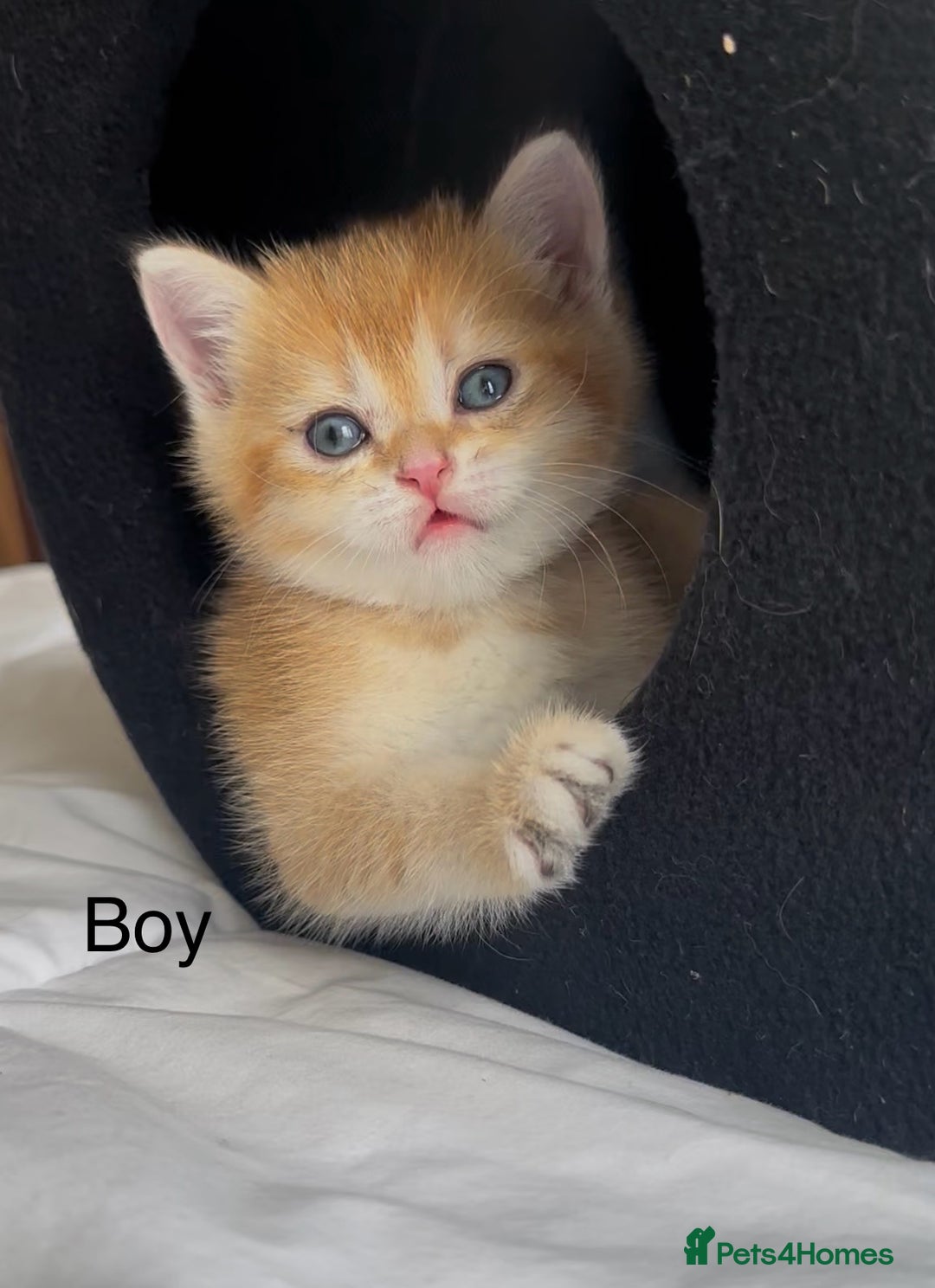British Shorthair cats for sale: Stunning munchkin fur babies 😻🌼🌸🌺 - Image 4
