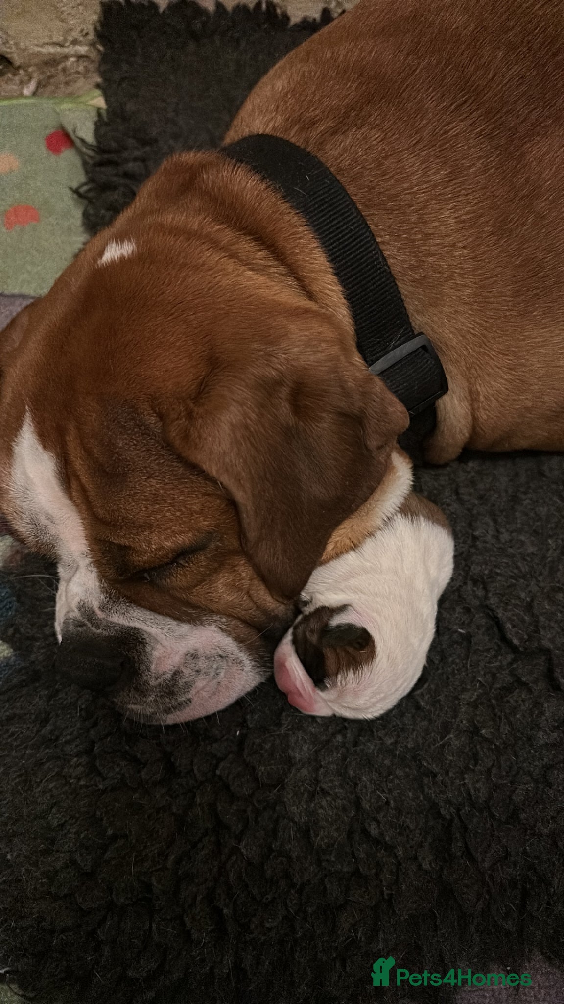 Boxer dogs Gorgeous boy boxer pup  - Advert 1