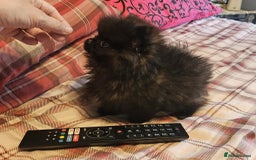 Pomeranian dogs for sale: TINY miracle KC Pomeranian 907grams at 16 weeks - Image 1