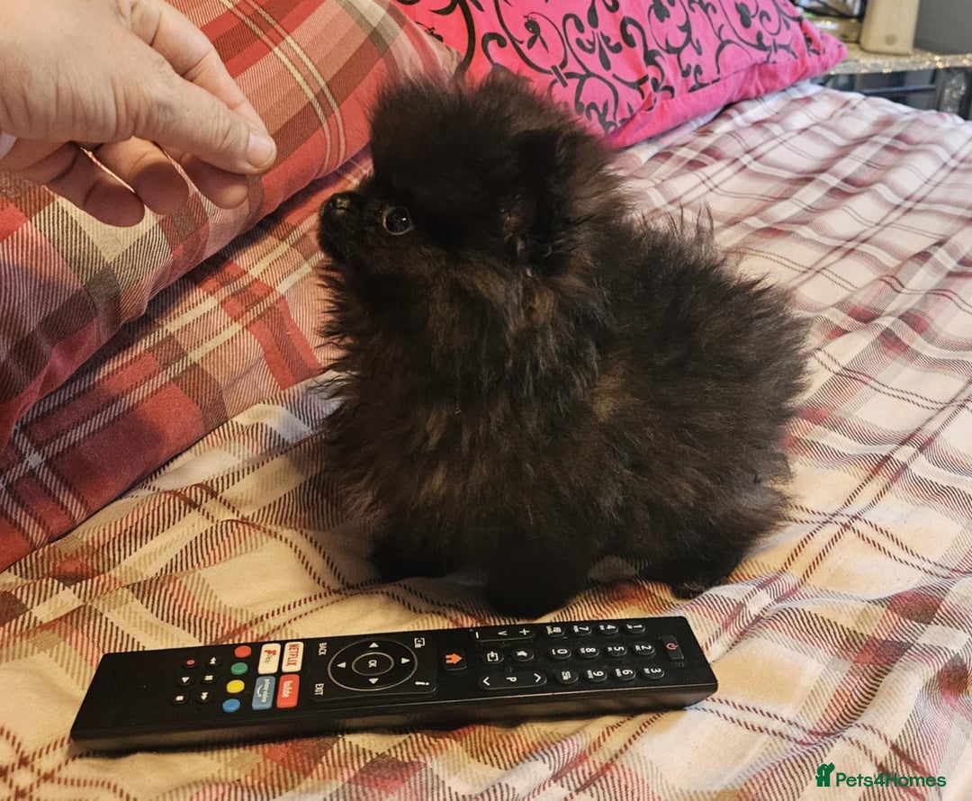 Pomeranian dogs for sale: TINY miracle KC Pomeranian 907grams at 16 weeks - Image 1