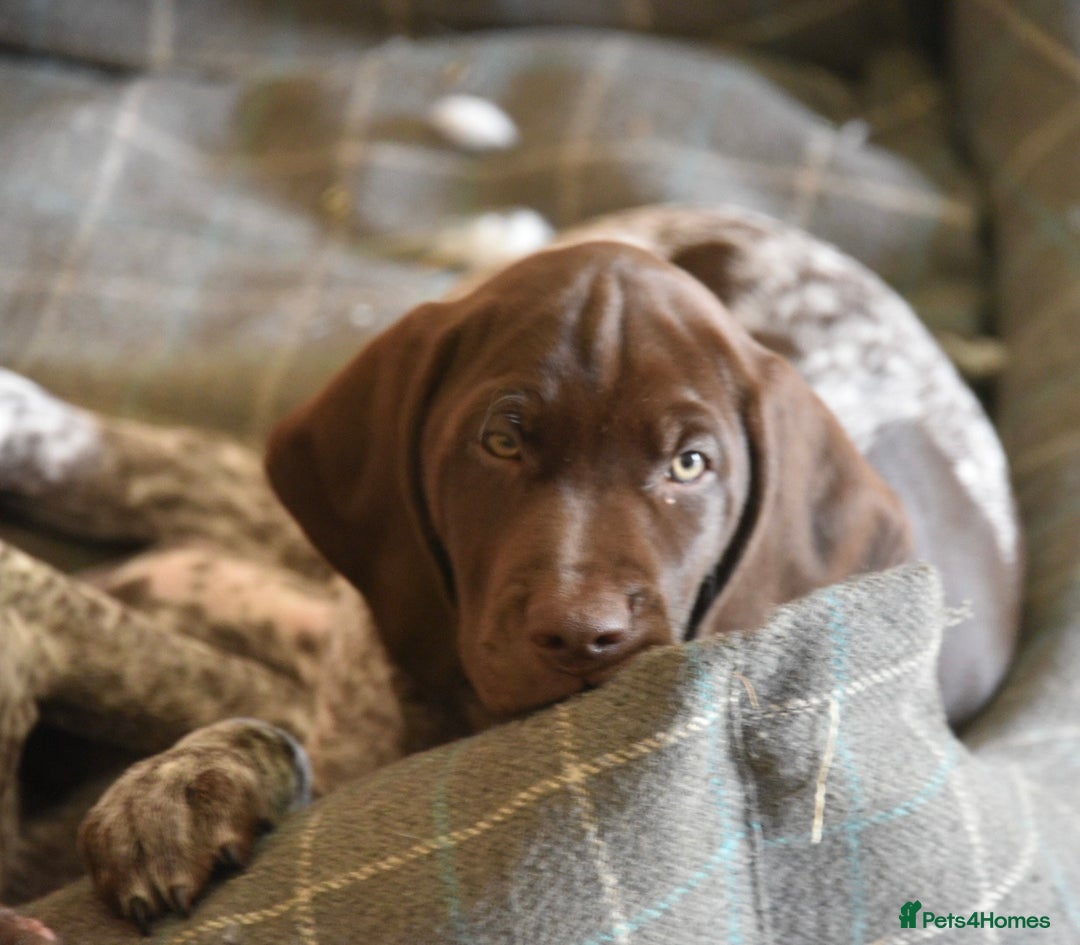 German Shorthaired Pointer dogs for sale: German Shorthaired Pointer Puppies - Image 5