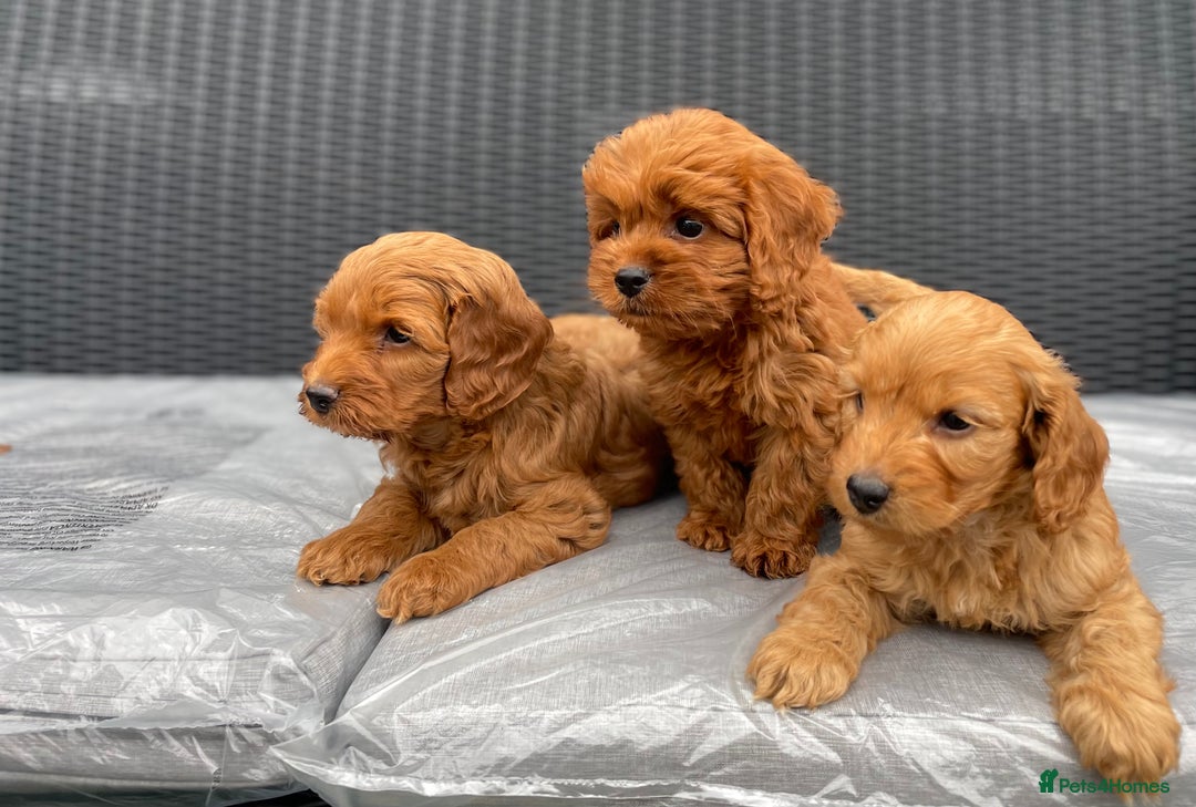 Cockapoo dogs for sale: Beautiful f1 cockapoos ready now - Image 22