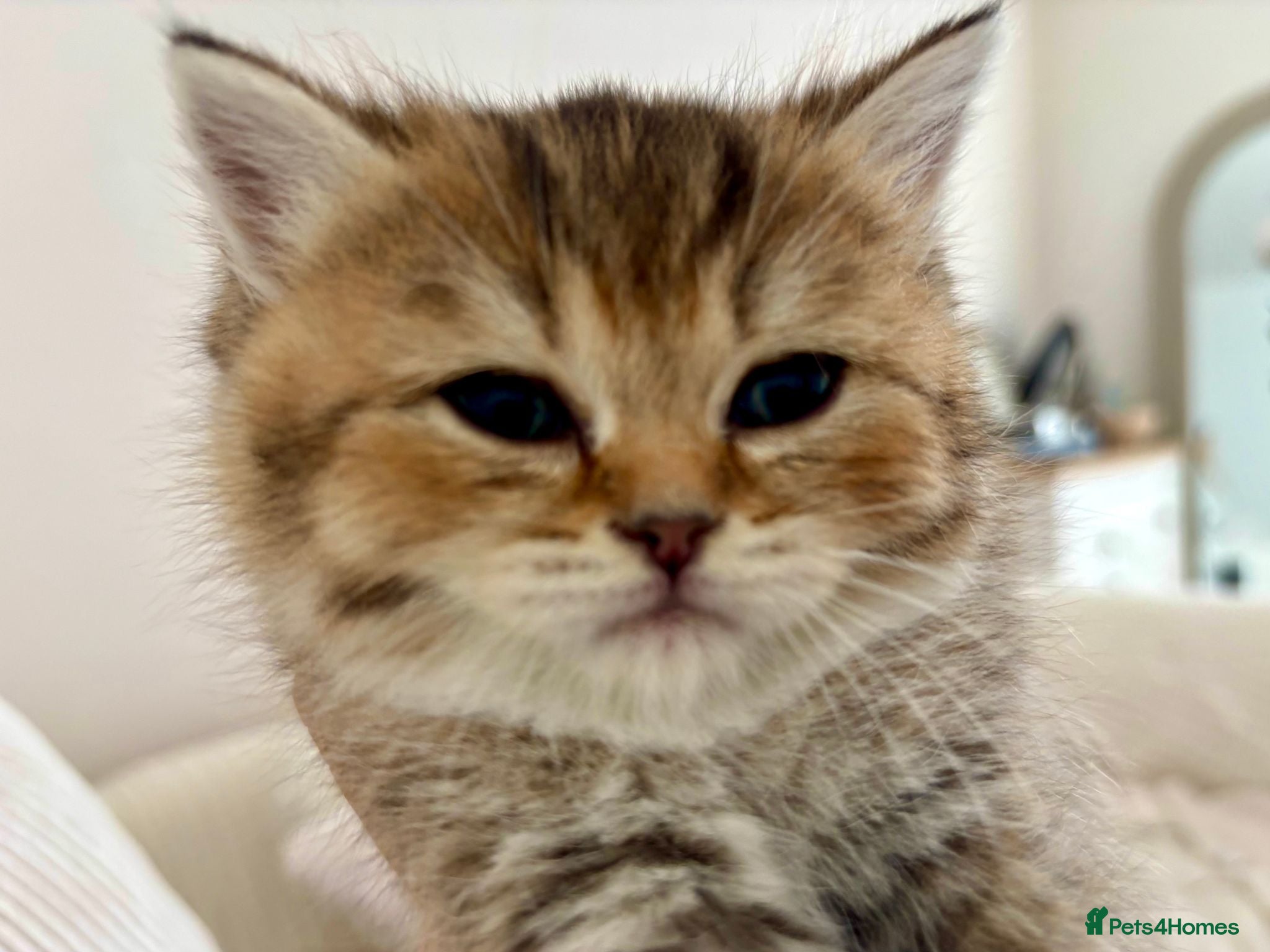 British Shorthair cats 🏆😍 Irresistible Golden Chinchilla’s Mini BSH🏆😍 - Advert 12