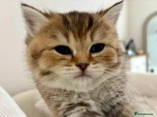 British Shorthair cats 🏆😍 Irresistible Golden Chinchilla’s Mini BSH🏆😍 - Advert 2