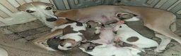 Whippet dogs for sale: Whippet Puppies in Dollar - Advert 2