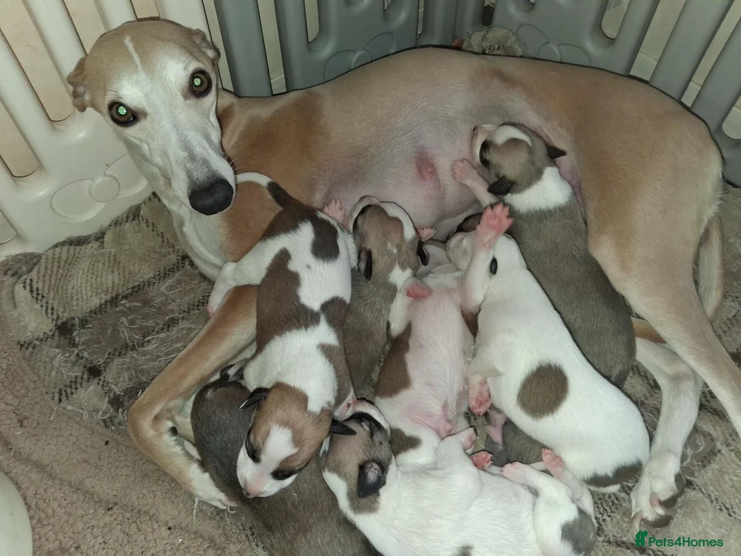 Whippet dogs for sale: Whippet Puppies in Dollar - Advert 2