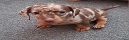 Miniature Dachshund dogs for sale: Miniature Dachshund  - Advert 10