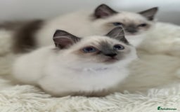 Ragdoll cats for sale: GCCF RAGDOLL KITTENS  - Image 5
