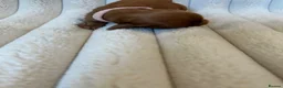 Cavalier King Charles Spaniel dogs for sale: Cavalier King Charles  - Advert 15