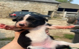 Sprollie dogs for sale: Springer spaniel x - Image 6