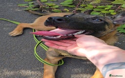 Belgian Shepherd Dog dogs for sale: Kairo - Belgian Malinois - Image 3