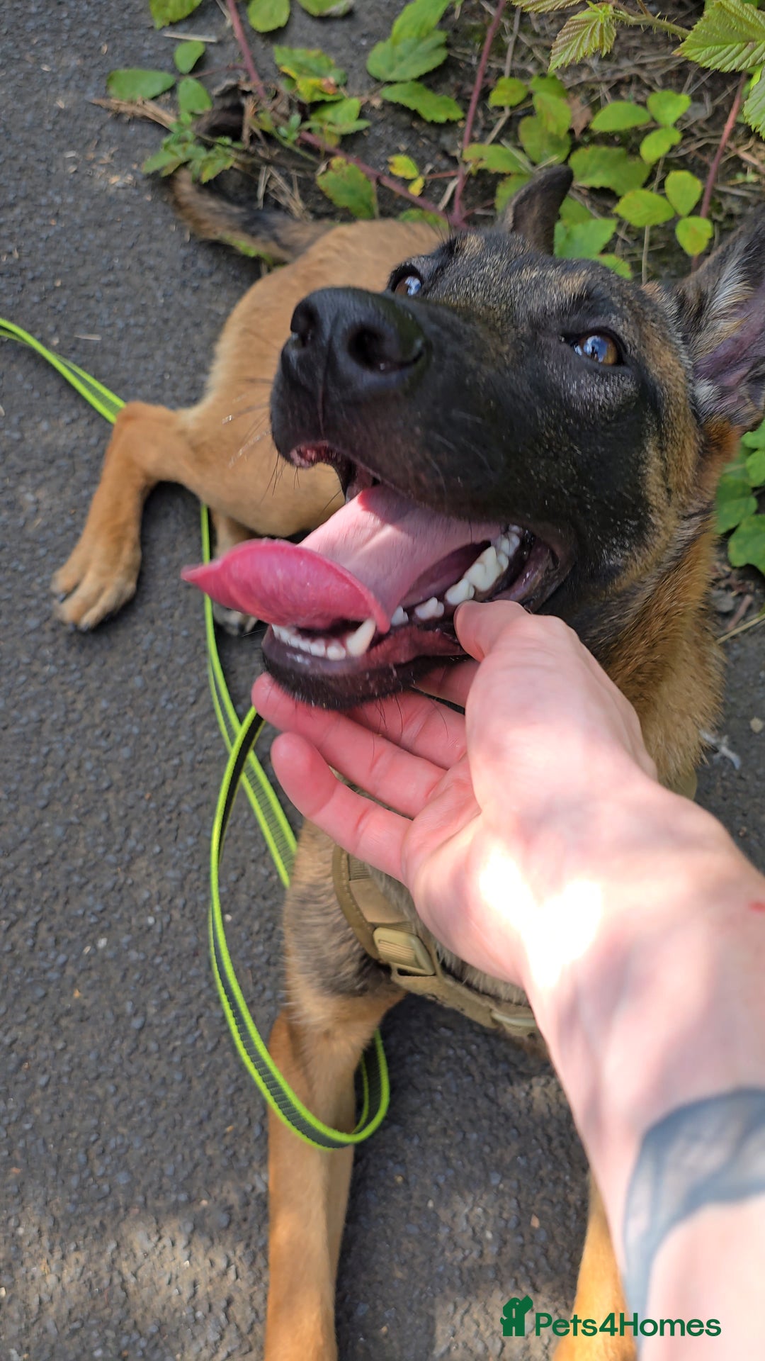Belgian Shepherd Dog dogs for sale: Kairo - Belgian Malinois - Image 3