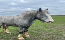 Shetland pony horses for sale: Shire grey 2 year old gelding - Image 3
