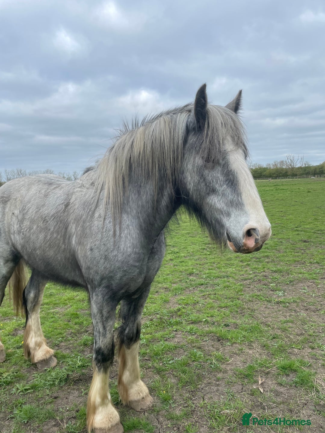 Shetland pony horses for sale: Shire grey 2 year old gelding - Image 3