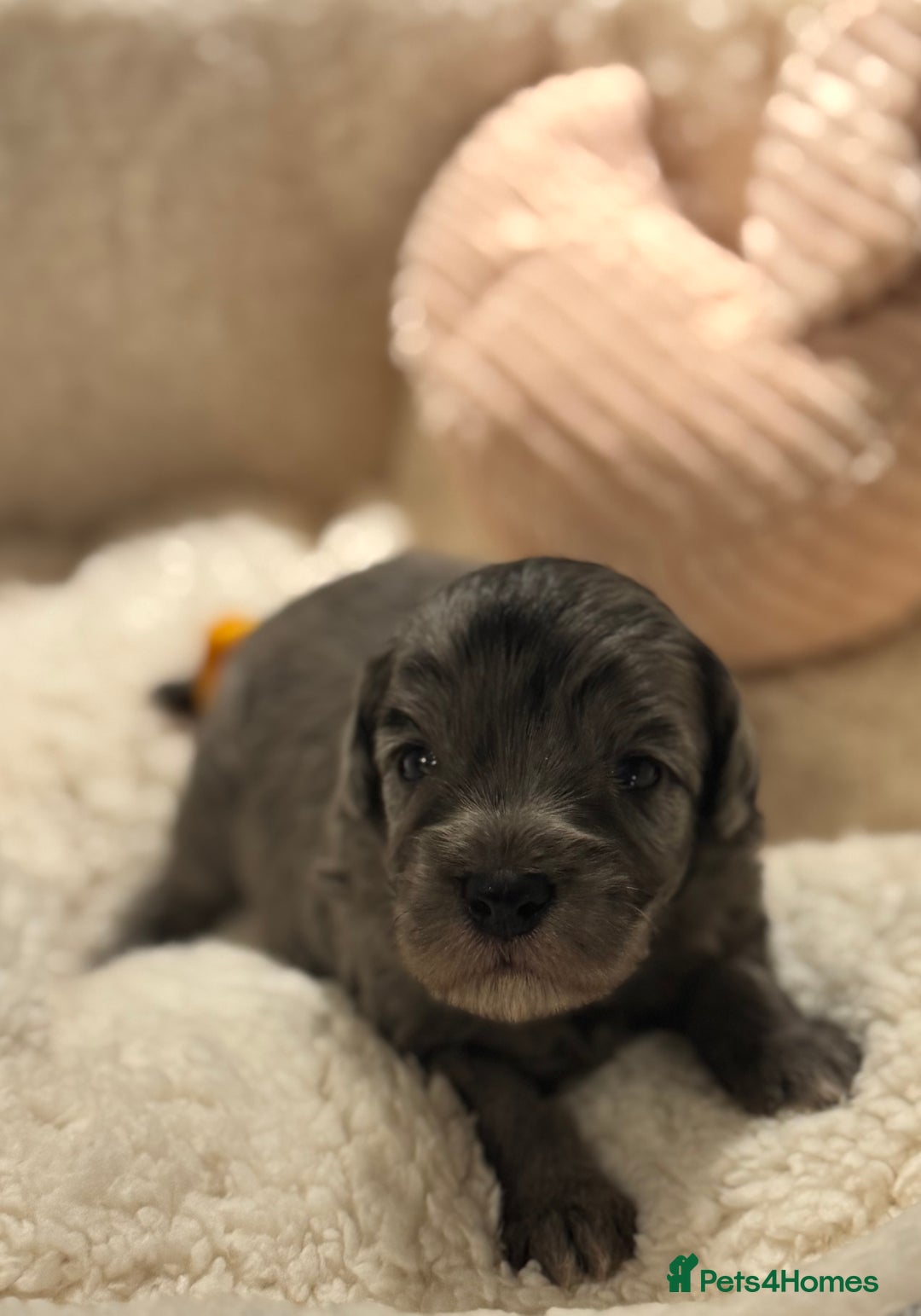Cockapoo dogs for sale: Adorable Cockapoo puppies  - Image 8