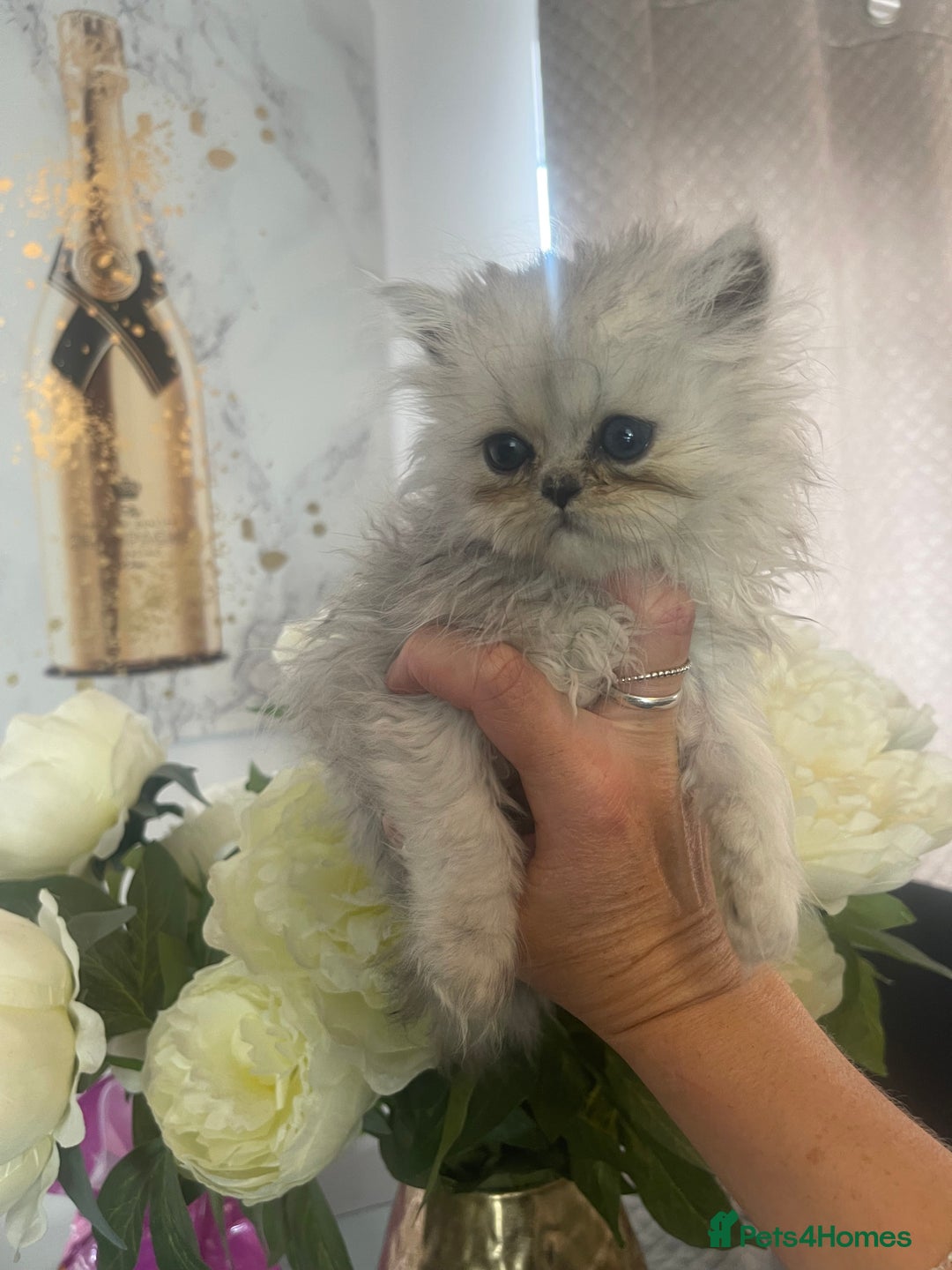 Persian cats for sale: Chinchilla Persian kittens  - Image 11