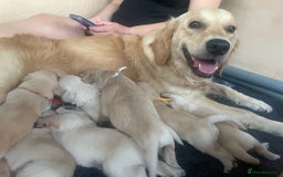Golden Retriever dogs for sale: Pedigree Golden Retriver Puppies - Image 24