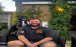 Mixed Breed dogs for sale: Milo the Pug X Collie  - Image 13