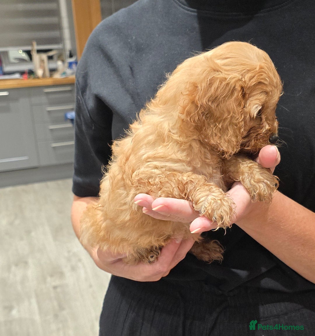 Cavapoochon dogs for sale: Light fox red Cavapoochon puppies - Image 15