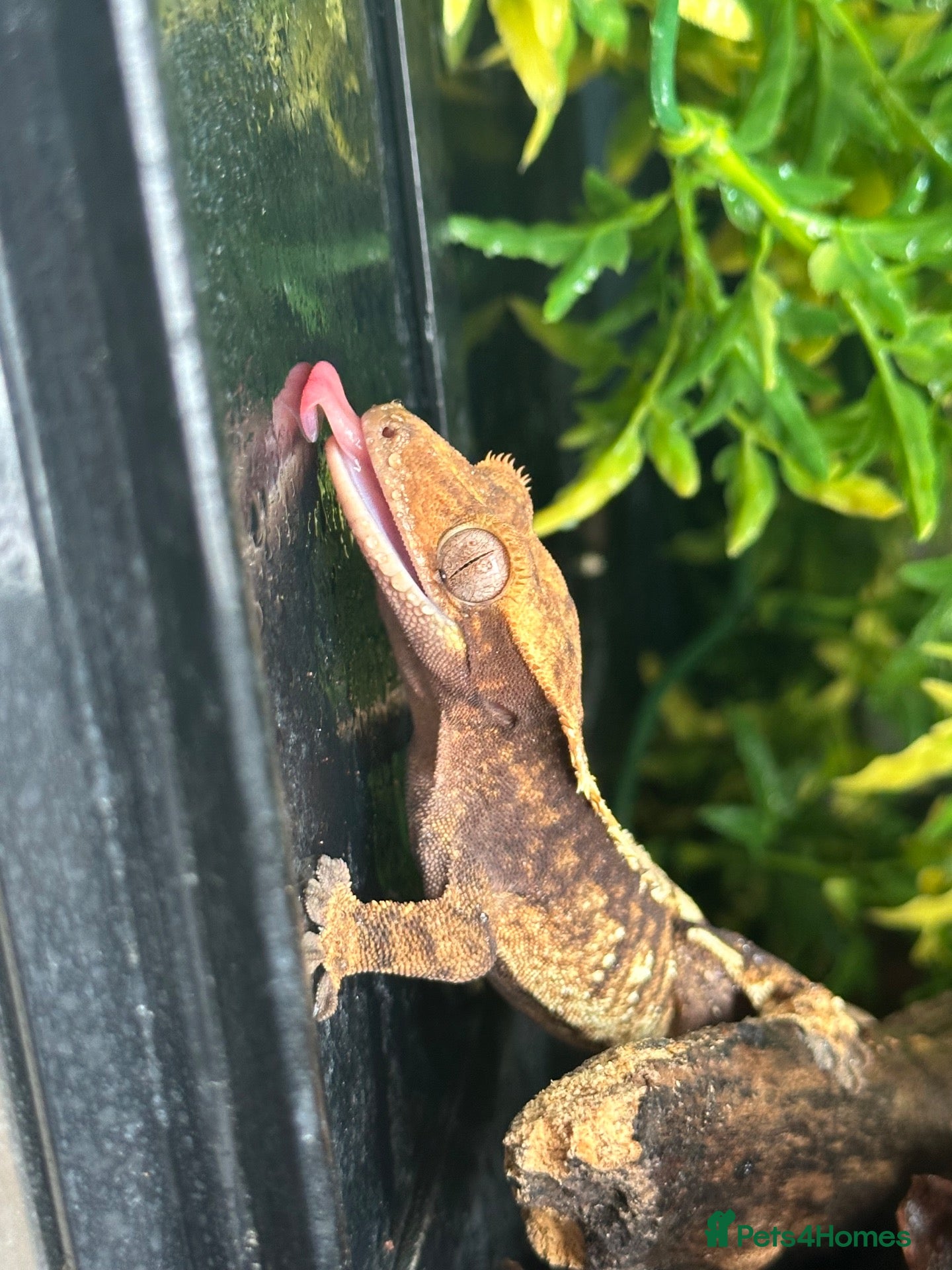 Gecko reptiles Female Harlequin Crested Gecko – Proven Breeder 🦎 - Advert 3