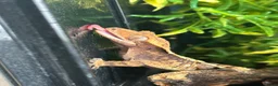 Gecko reptiles for sale: Female Harlequin Crested Gecko – Proven Breeder 🦎 - Advert 1