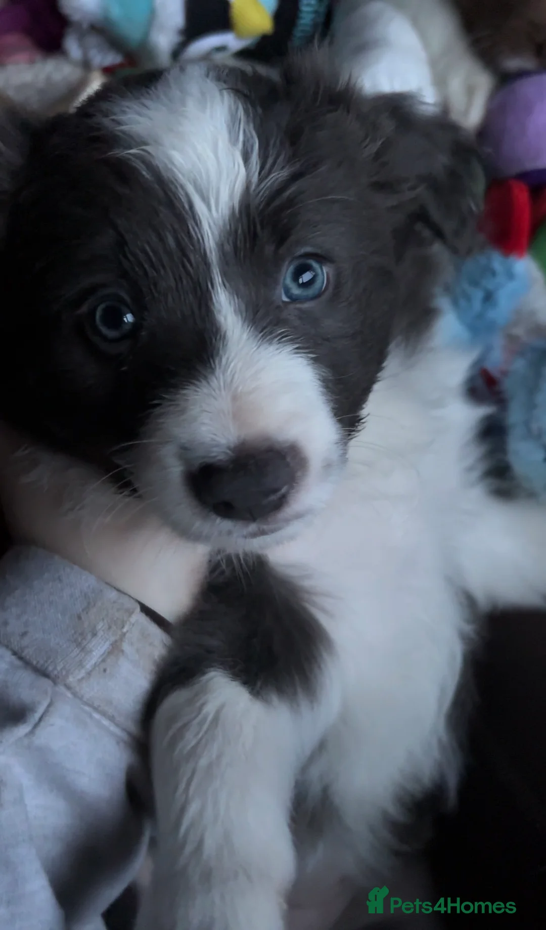 Border Collie dogs for sale: 4 border collie puppies - Advert 10