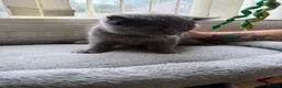 British Shorthair cats for sale: GGCF blue british shorthair kittens in Newport-on-Tay - Advert 2