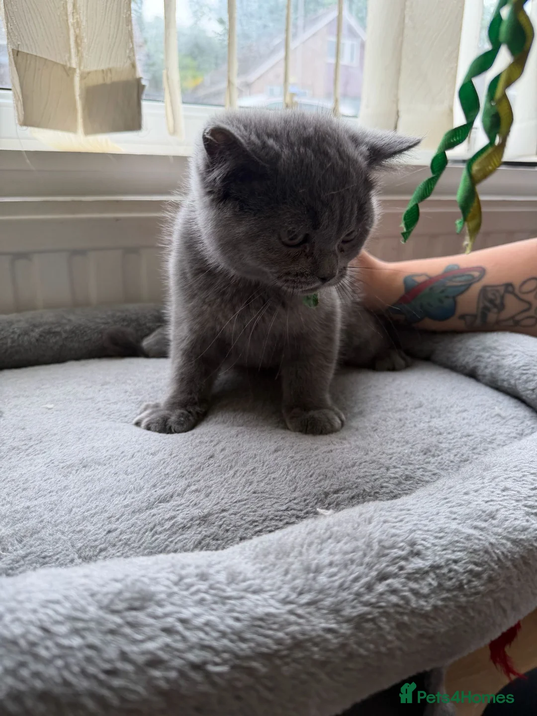 British Shorthair cats for sale: GGCF blue british shorthair kittens in Newport-on-Tay - Advert 2