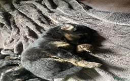 German Shepherd dogs for sale: beautiful long haired working german shepards - Image 3