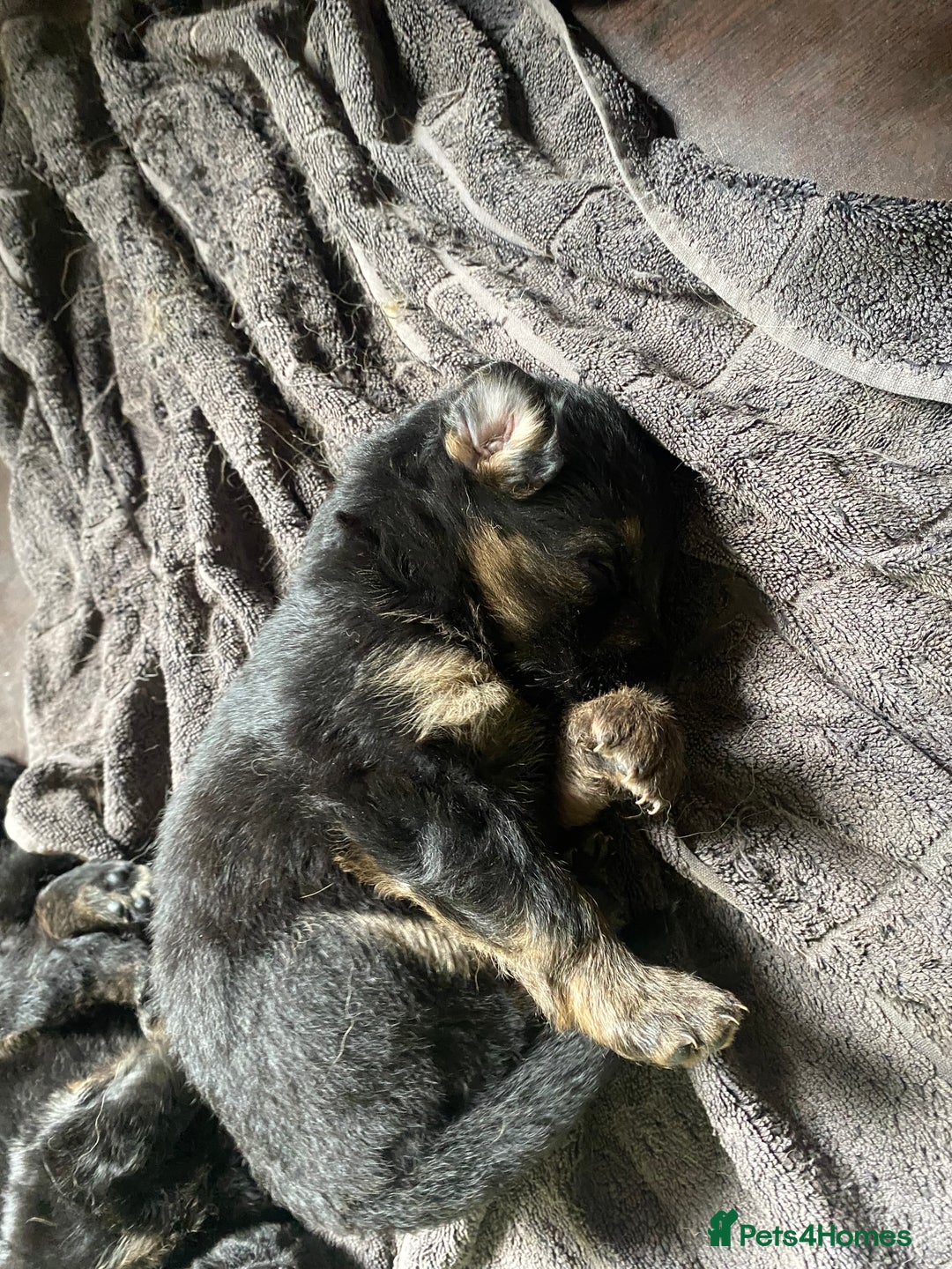 German Shepherd dogs for sale: beautiful long haired working german shepards - Image 3
