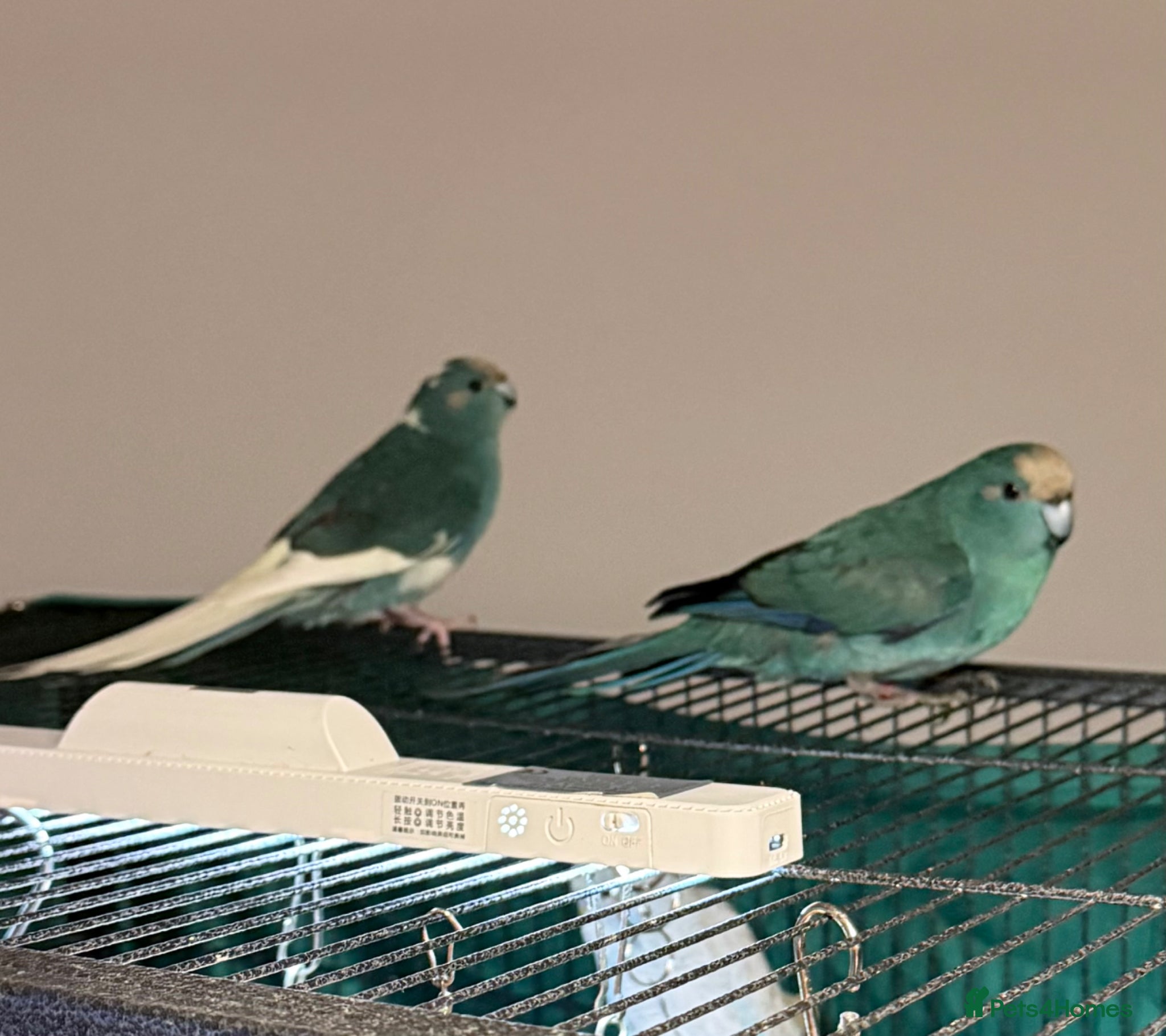 Parrots birds 2 Bonded  kakariki male and female 7 months old - Advert 6