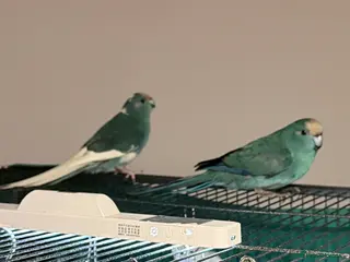 Parrots birds 2 Bonded kakariki male and female 7 months old - Advert 6