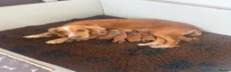 Cocker Spaniel dogs for sale: Working Cocker Spaniels - Advert 8