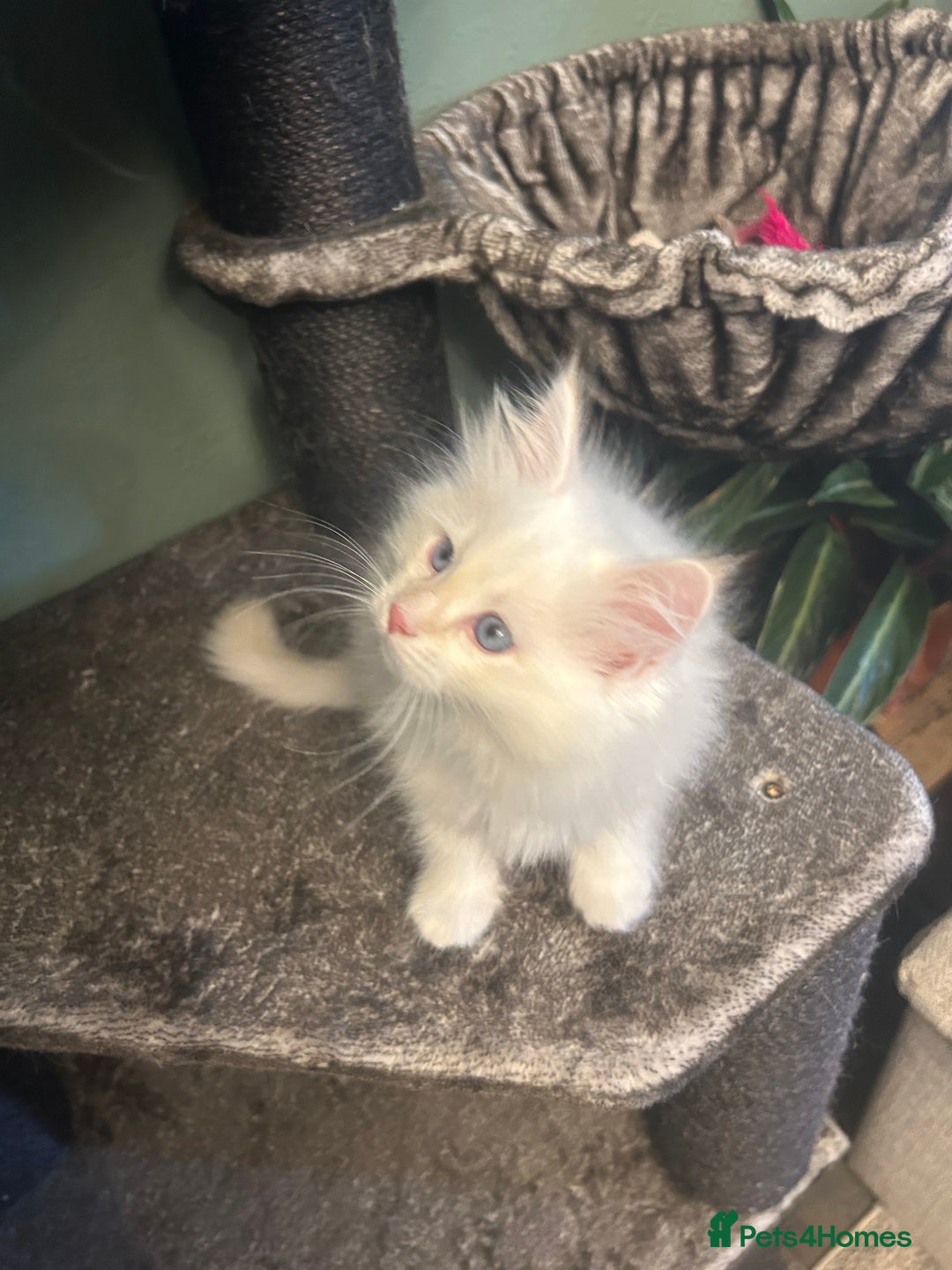 Siberian cats for sale: 😍 Siberian Neva Masquerade kittens 😍 - Image 28