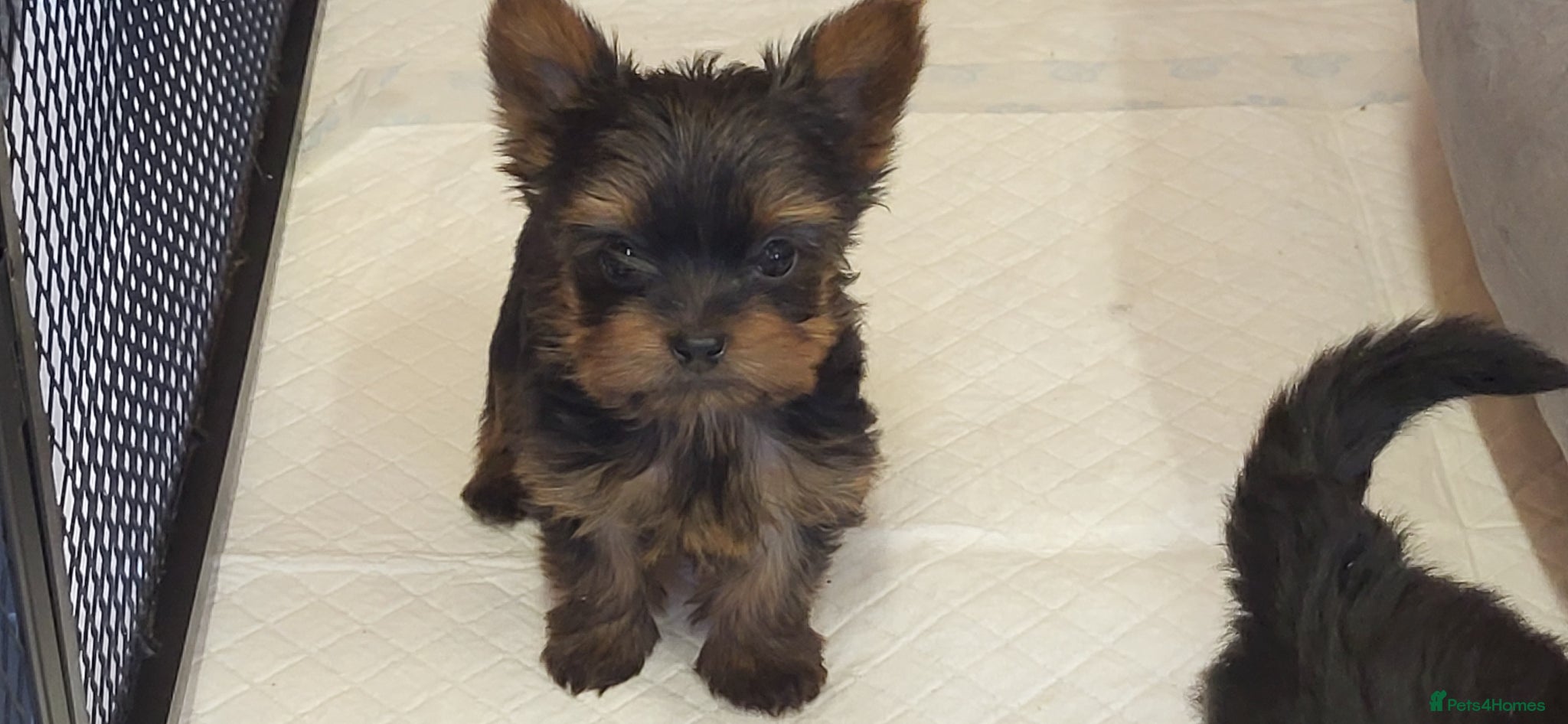 Yorkshire Terrier dogs Yorkshire Terrier puppies  from Licensed Breeder  - Advert 2