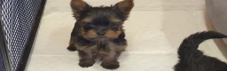 Yorkshire Terrier dogs for sale: Yorkshire Terrier puppies  from Licensed Breeder  - Advert 2