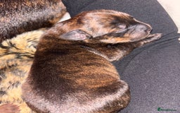 Mixed Breed dogs for sale: Rottweiler x Staffordshire bull terrier puppies - Image 8