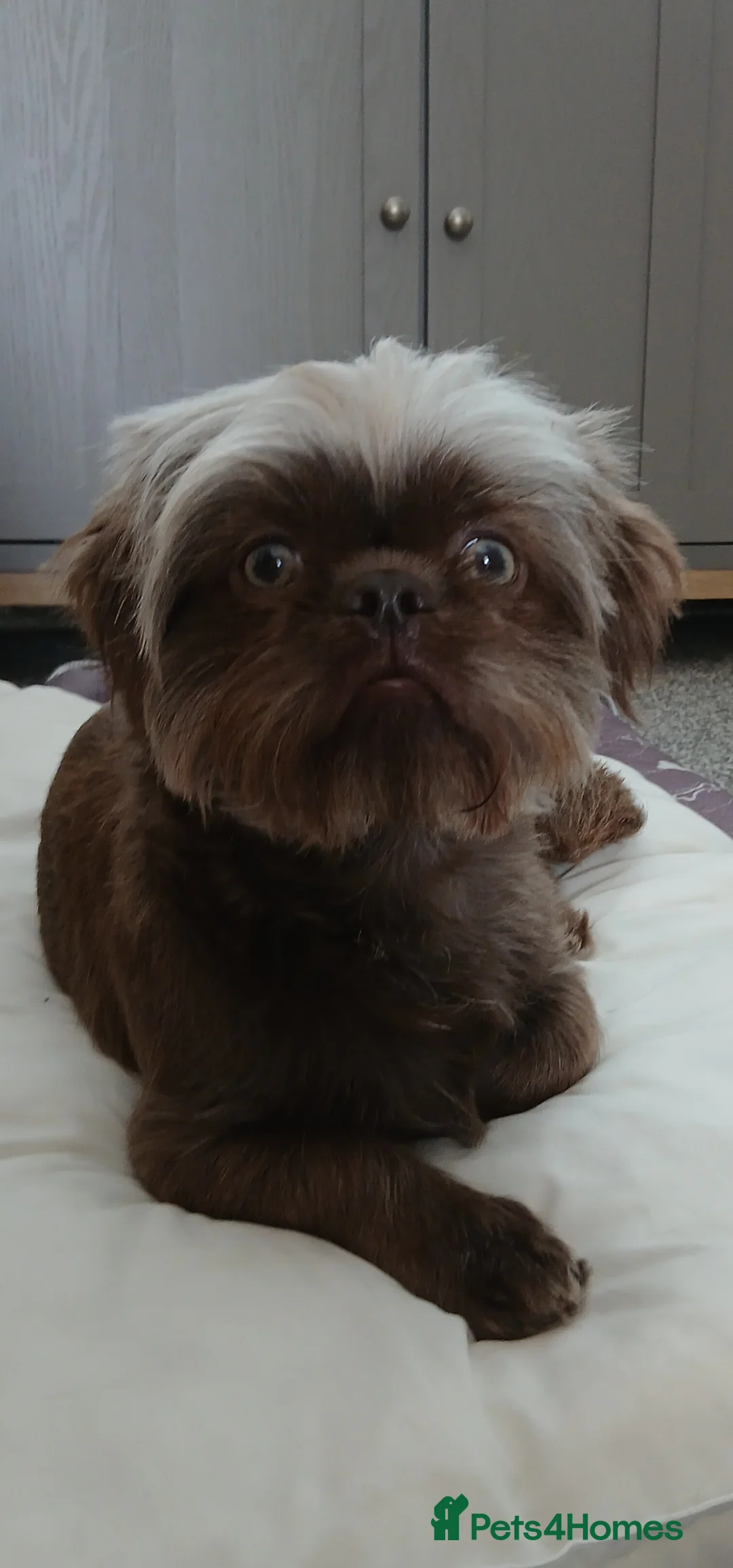 Shih Tzu dogs for stud: **proven** KC REG LILAC imperial stud.  - Advert 2
