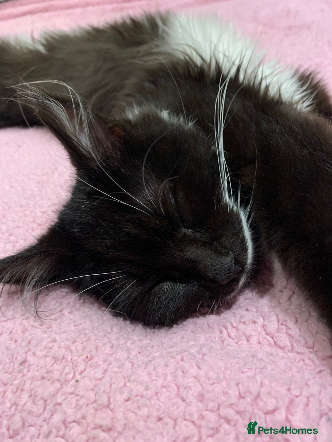 Mixed Breed cats for sale: Beautiful black and white long haired tuxedo cat - Advert 3