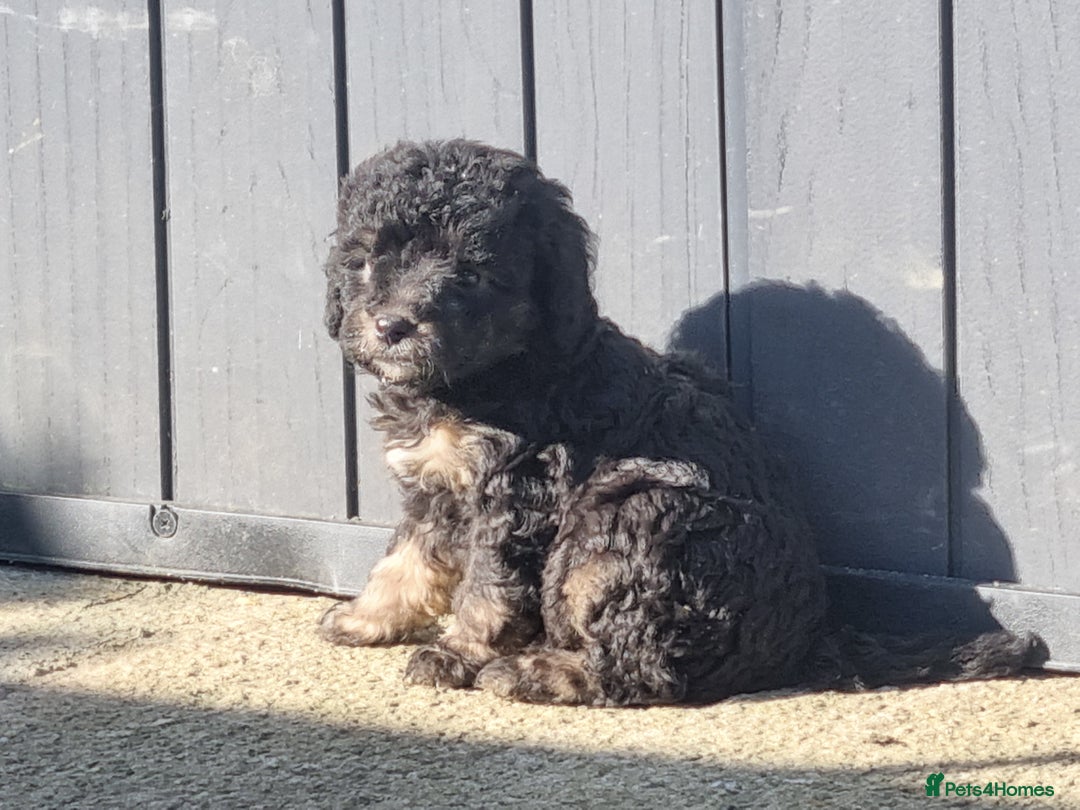 Labradoodle dogs for sale: Miniature f1b labradoodles - Image 7