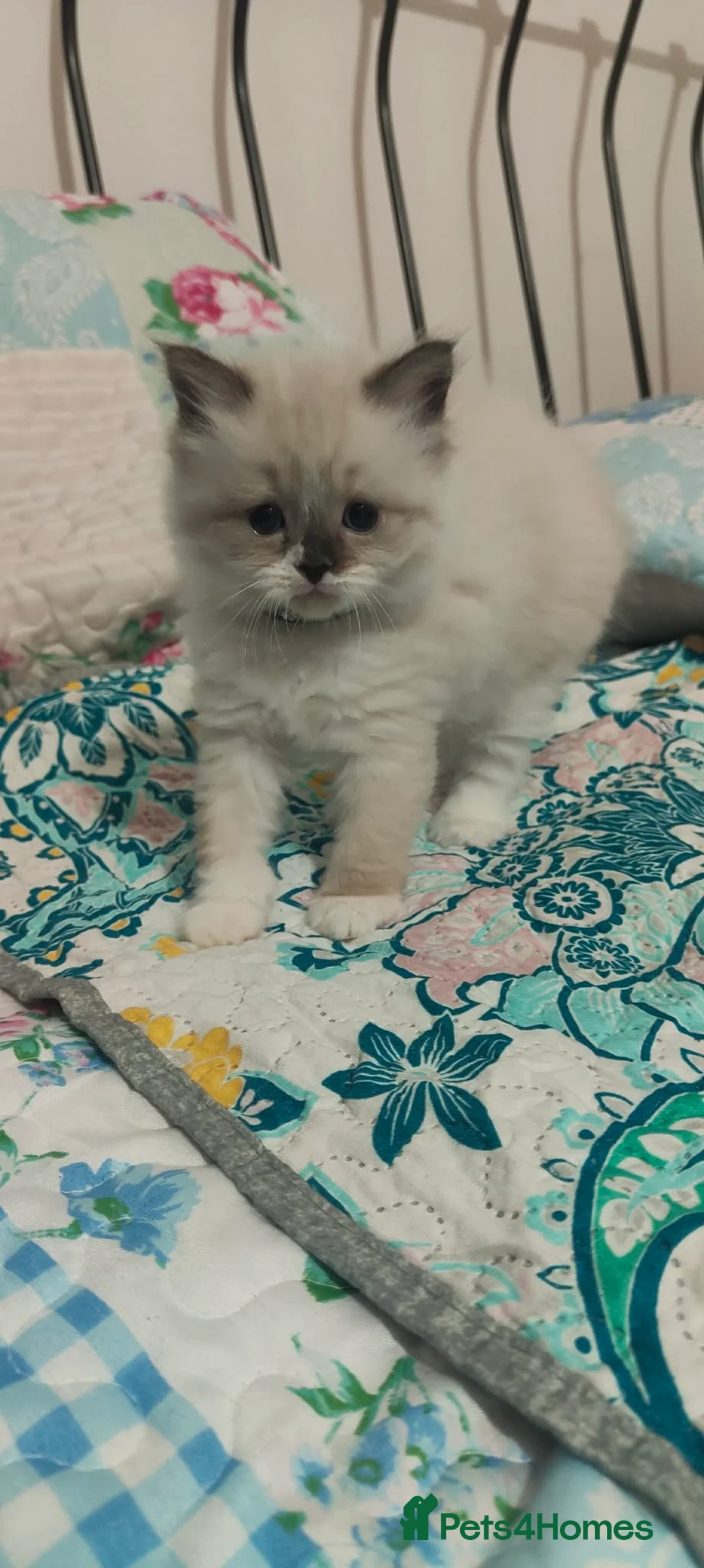 Ragdoll cats for sale: Give Your Heart a Friend-Beautiful Ragdoll Kittens - Advert 11