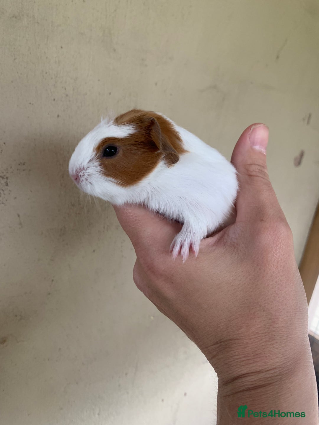 Guinea Pig rodents for sale: Baby Guinea Pigs - Image 2