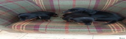 Miniature Dachshund dogs for sale: Black and Tan Miniature Dachshund Puppies 3 Boys - Advert 25