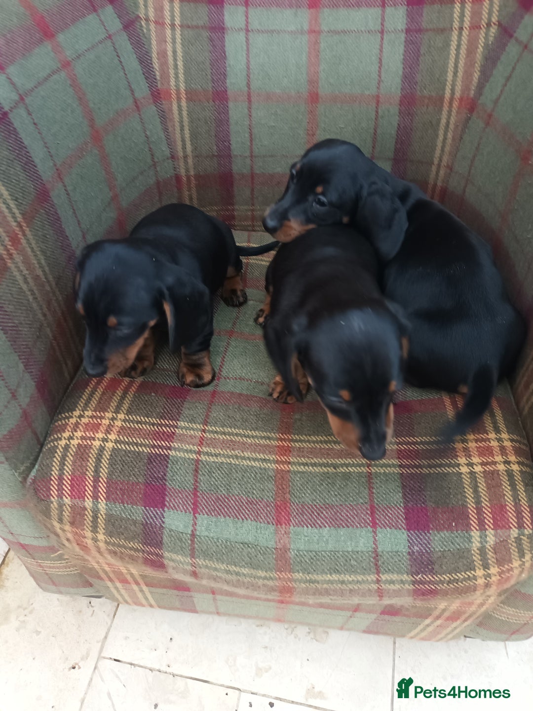 Miniature Dachshund dogs for sale: Black and Tan Miniature Dachshund Puppies 3 Boys - Advert 25