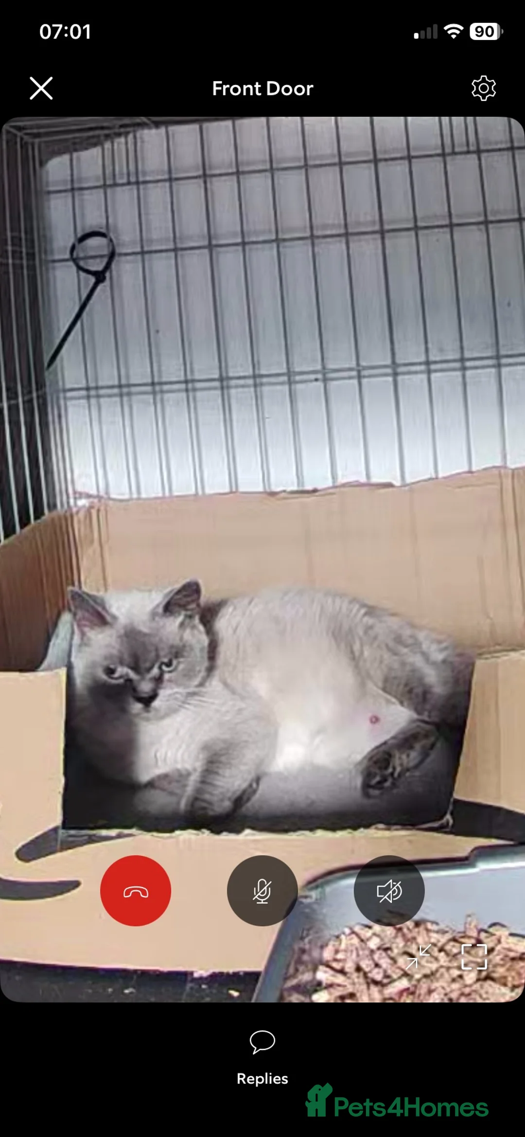 British Shorthair cats for sale: Beautiful kittens ready to reserve  - Advert 4