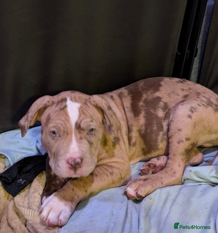 Bullmastiff dogs Pitbull Mastiff Pups  - Advert 1