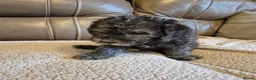 Bedlington Terrier dogs for sale: Bedlington Terrier pups - Advert 2